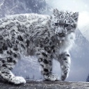 White Leopard screenshot #1 128x128