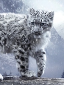 White Leopard screenshot #1 132x176