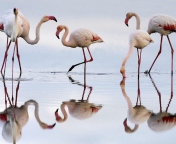 Fondo de pantalla Flamingo 176x144