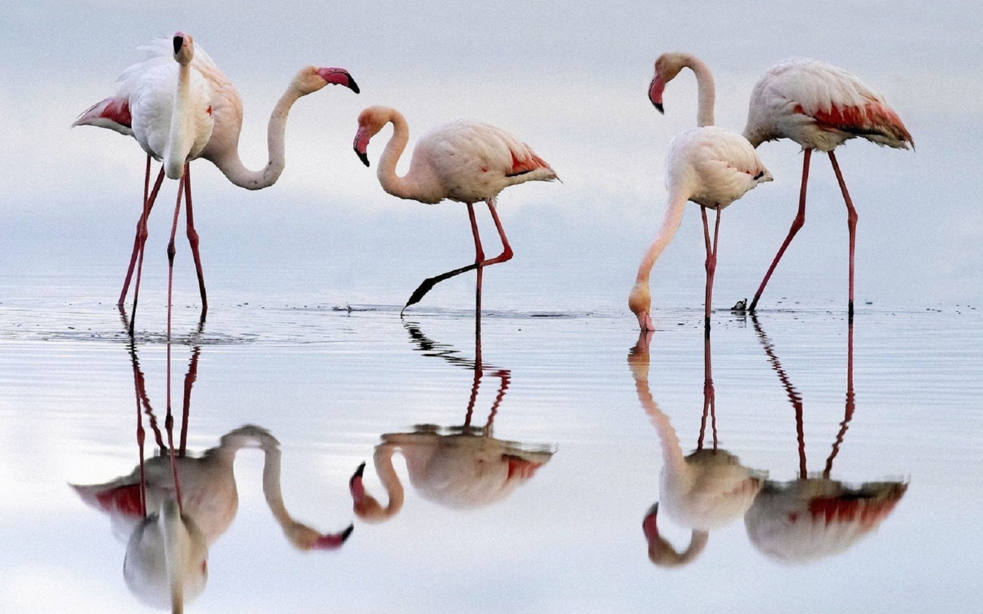 Fondo de pantalla Flamingo 1920x1200