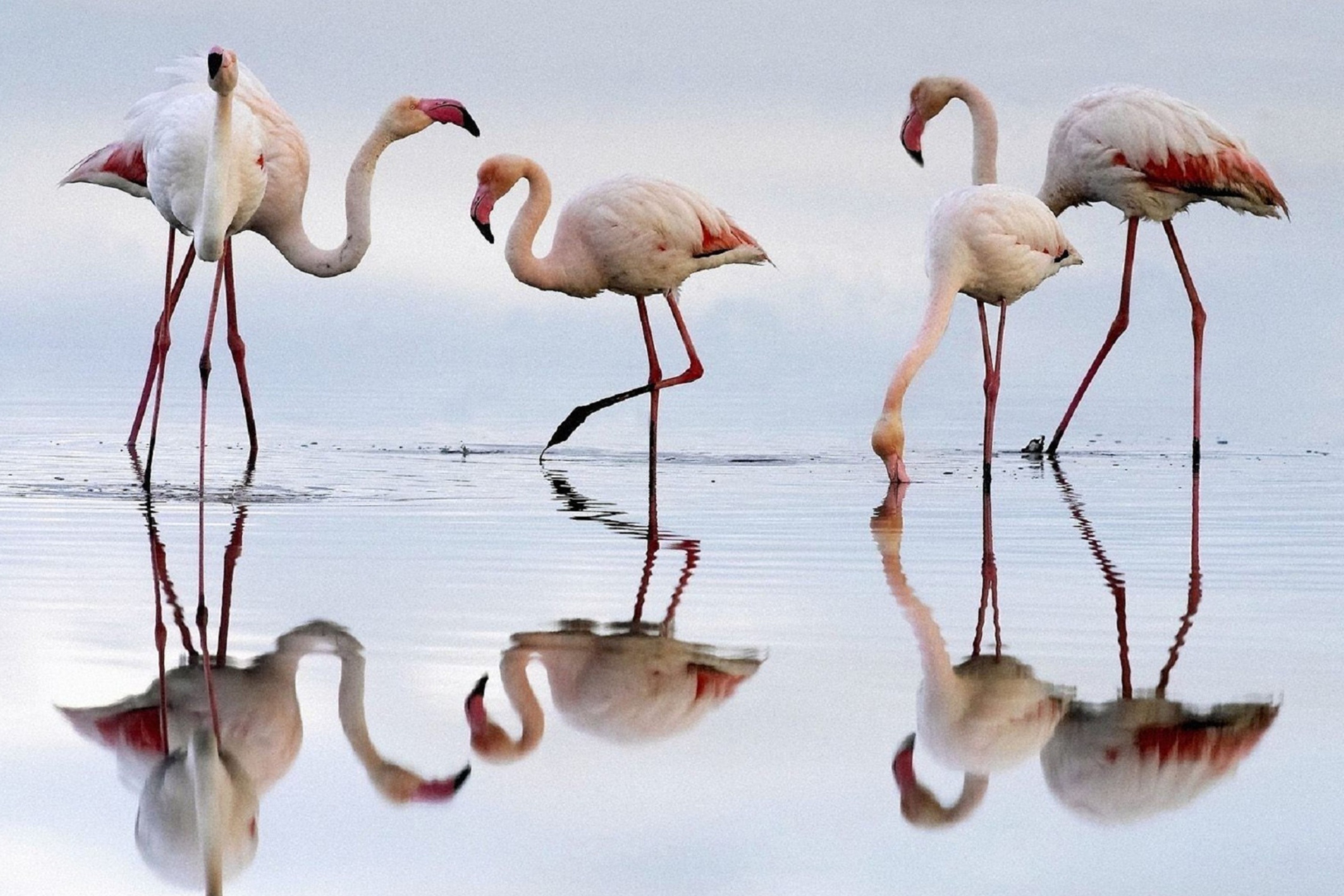 Fondo de pantalla Flamingo 2880x1920