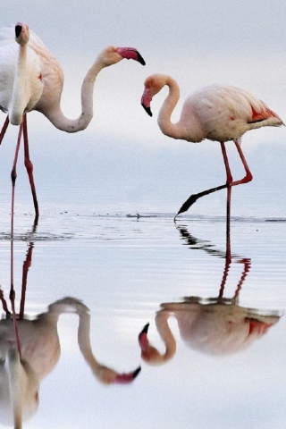 Fondo de pantalla Flamingo 320x480
