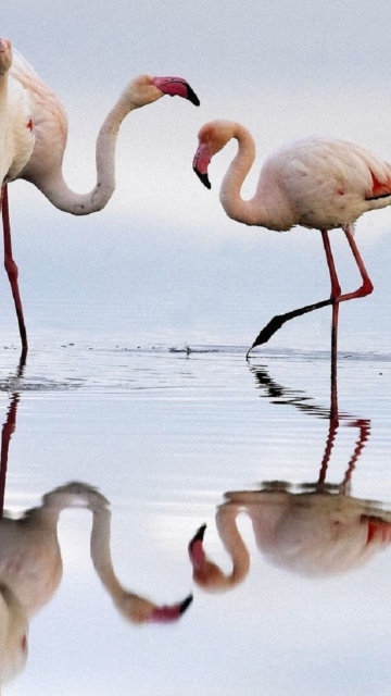 Flamingo screenshot #1 360x640