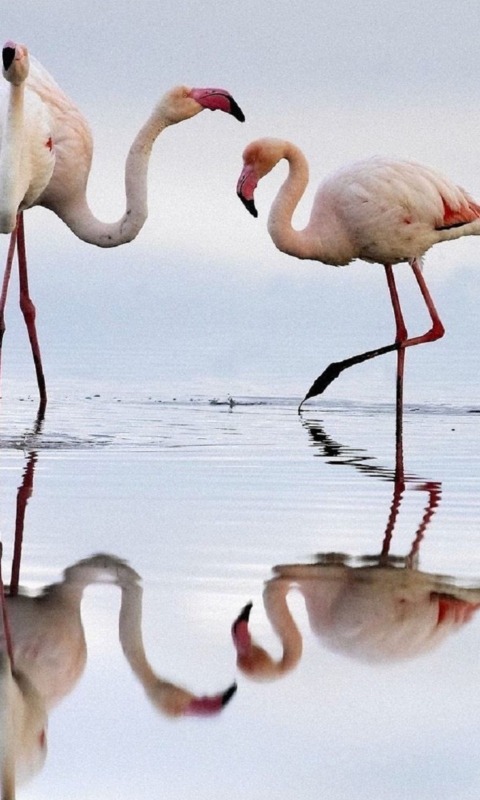 Screenshot №1 pro téma Flamingo 480x800