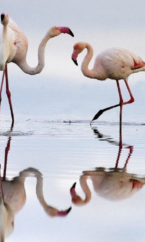 Flamingo wallpaper 480x800