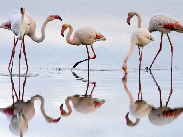 Flamingo wallpaper 640x480