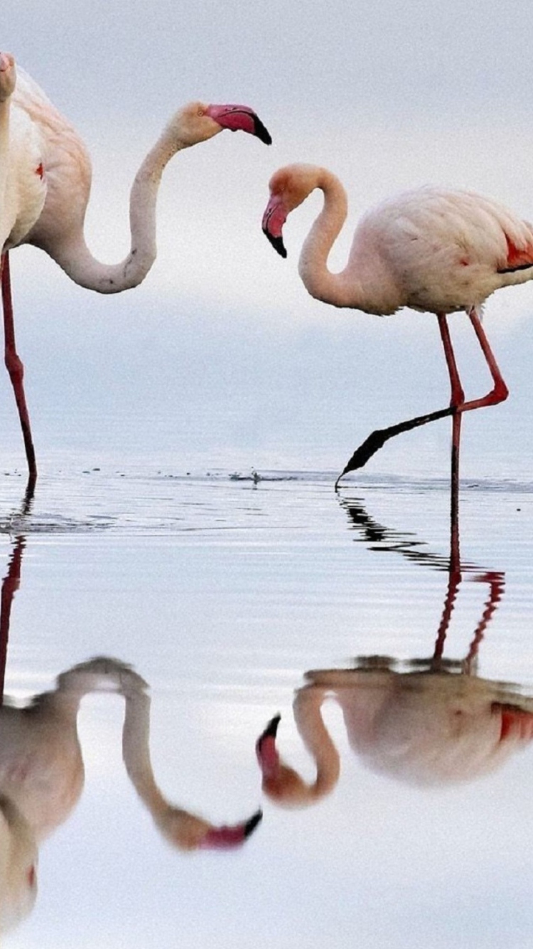 Fondo de pantalla Flamingo 750x1334