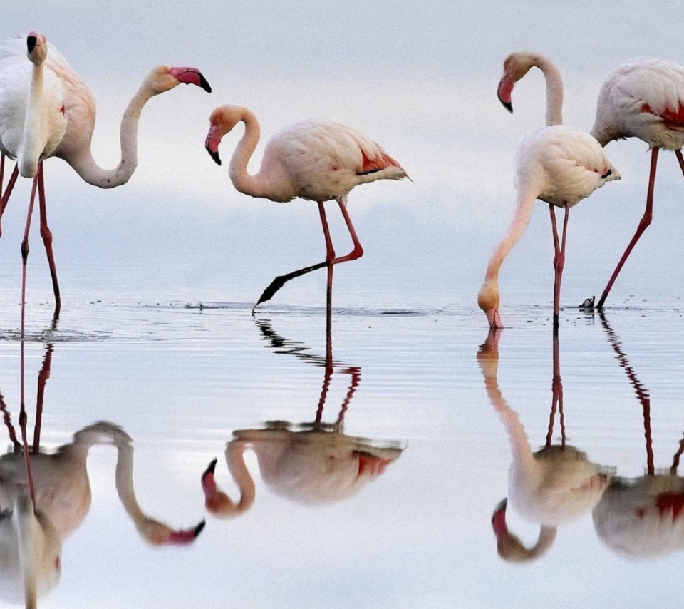 Flamingo wallpaper 960x854