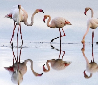 Flamingo - Obrázkek zdarma pro iPad