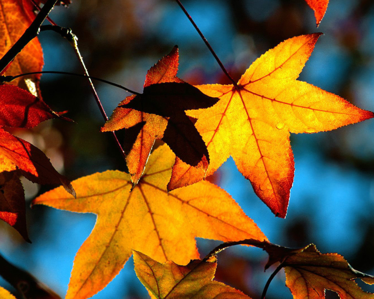 Fondo de pantalla Autumn Leaves 1280x1024