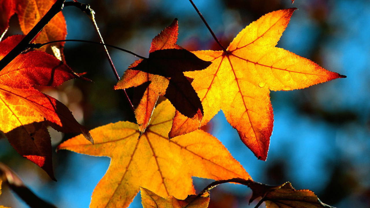 Das Autumn Leaves Wallpaper 1280x720