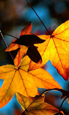 Das Autumn Leaves Wallpaper 240x400