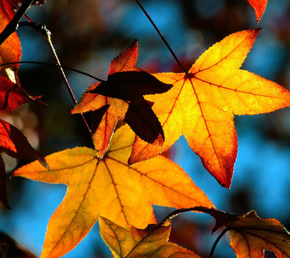 Fondo de pantalla Autumn Leaves 960x854
