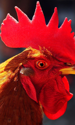 2017 Year Rooster Symbol screenshot #1 240x400