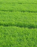 Sfondi Grass 128x160