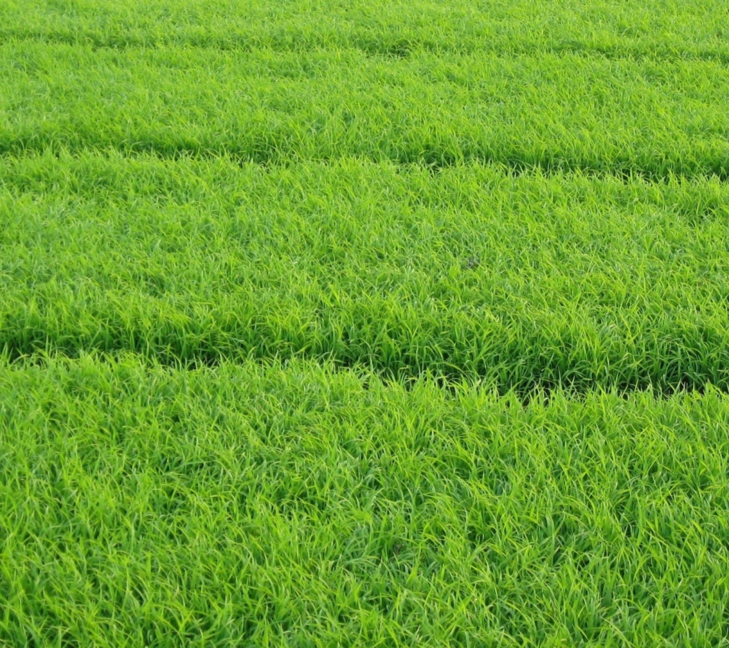 Sfondi Grass 1440x1280