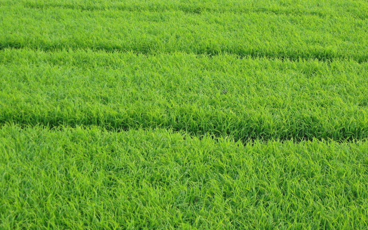Sfondi Grass 1440x900
