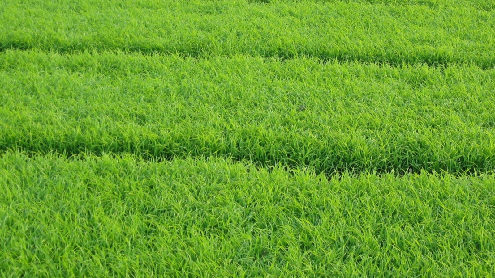Sfondi Grass 1600x900