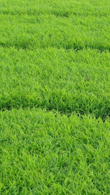 Обои Grass 360x640