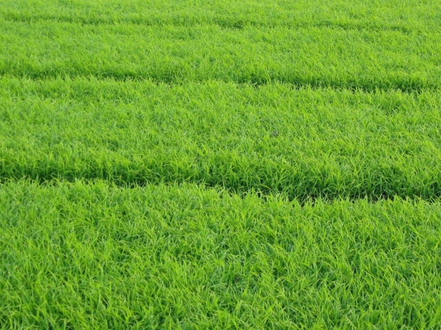 Grass wallpaper 640x480