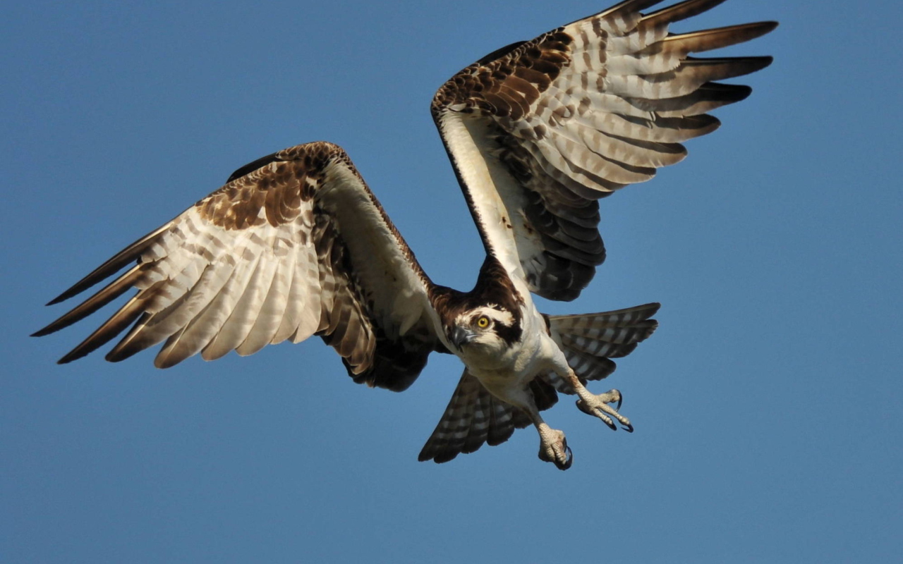 Fondo de pantalla Osprey 1280x800