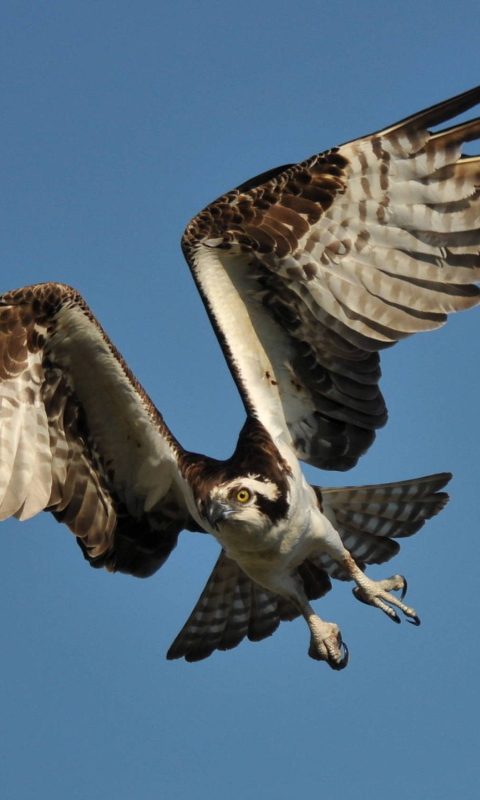 Fondo de pantalla Osprey 480x800