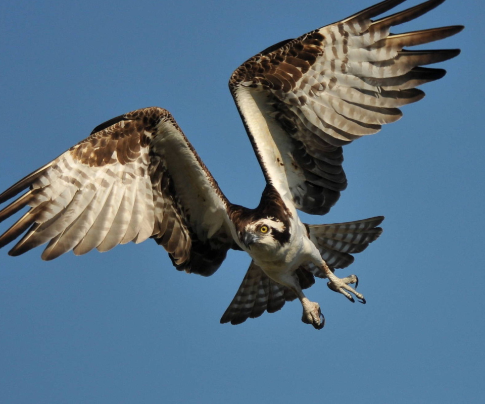 Fondo de pantalla Osprey 960x800