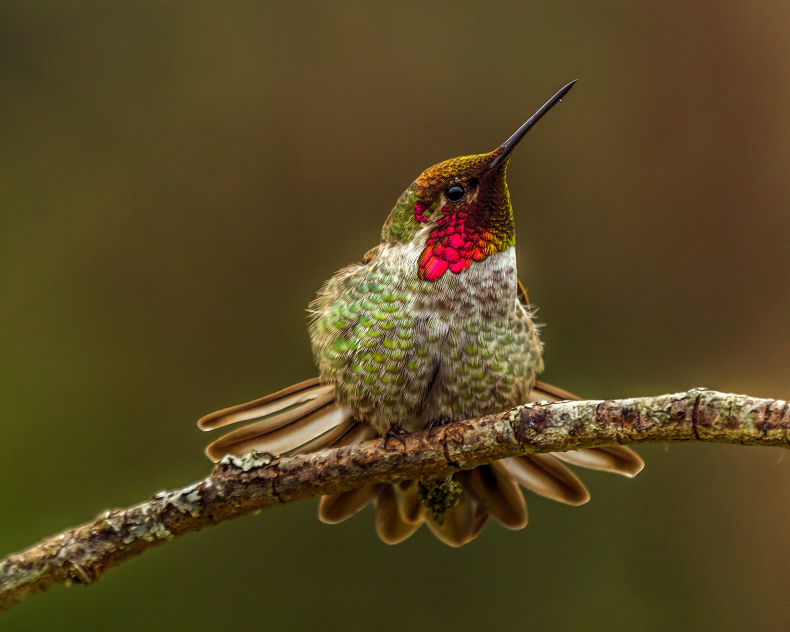 Fondo de pantalla Hummingbird 1600x1280