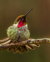 Hummingbird wallpaper 176x220