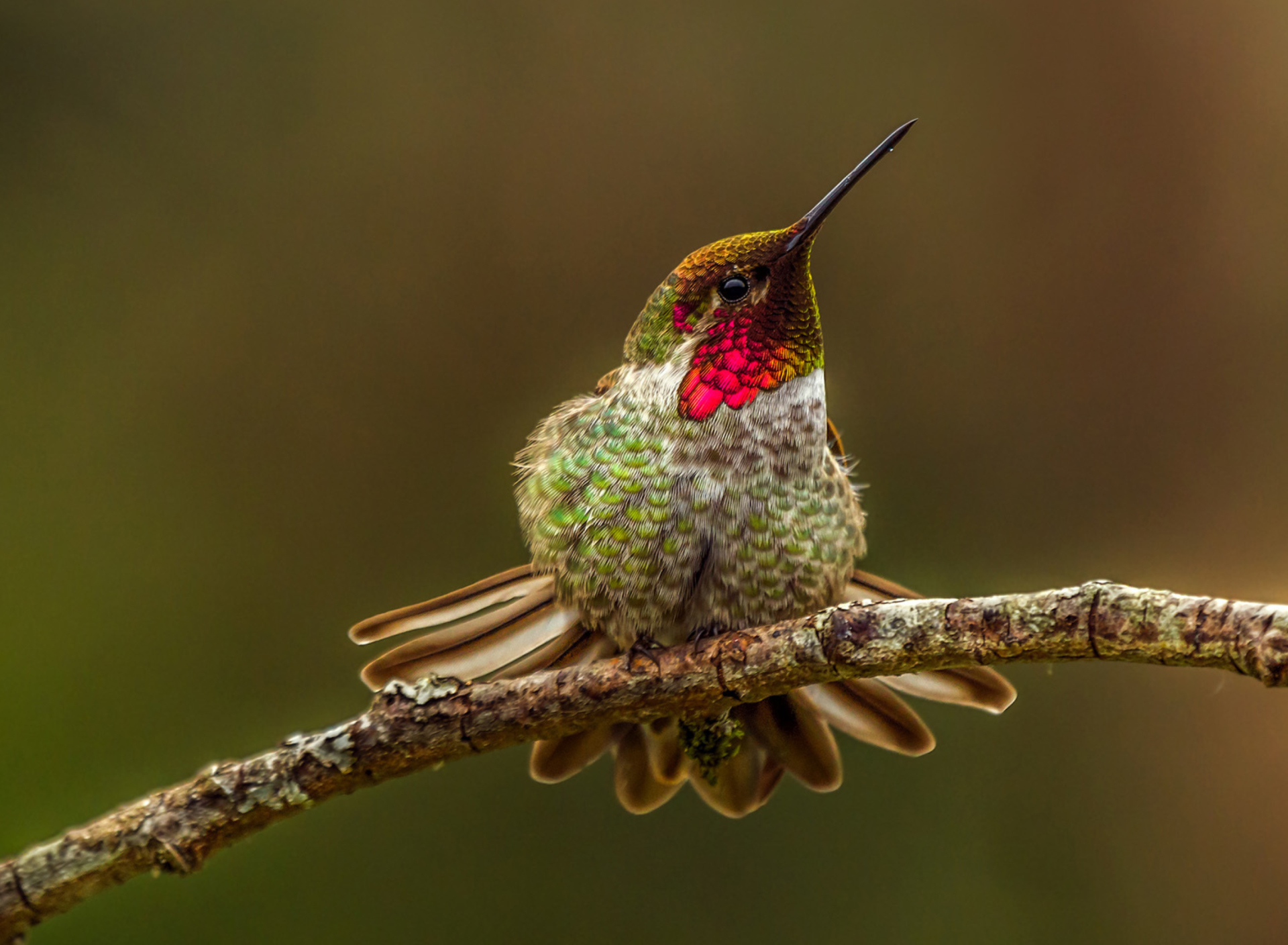 Das Hummingbird Wallpaper 1920x1408