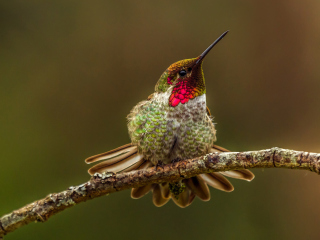 Hummingbird wallpaper 320x240