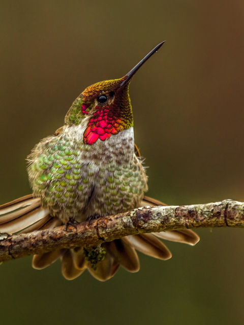 Das Hummingbird Wallpaper 480x640