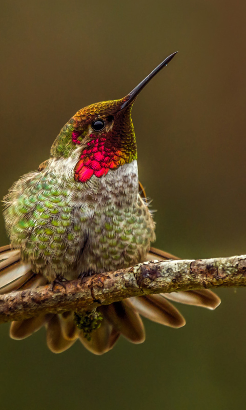 Das Hummingbird Wallpaper 480x800