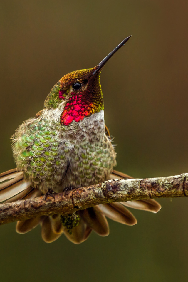 Sfondi Hummingbird 640x960