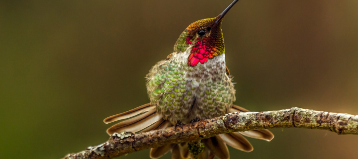 Hummingbird wallpaper 720x320