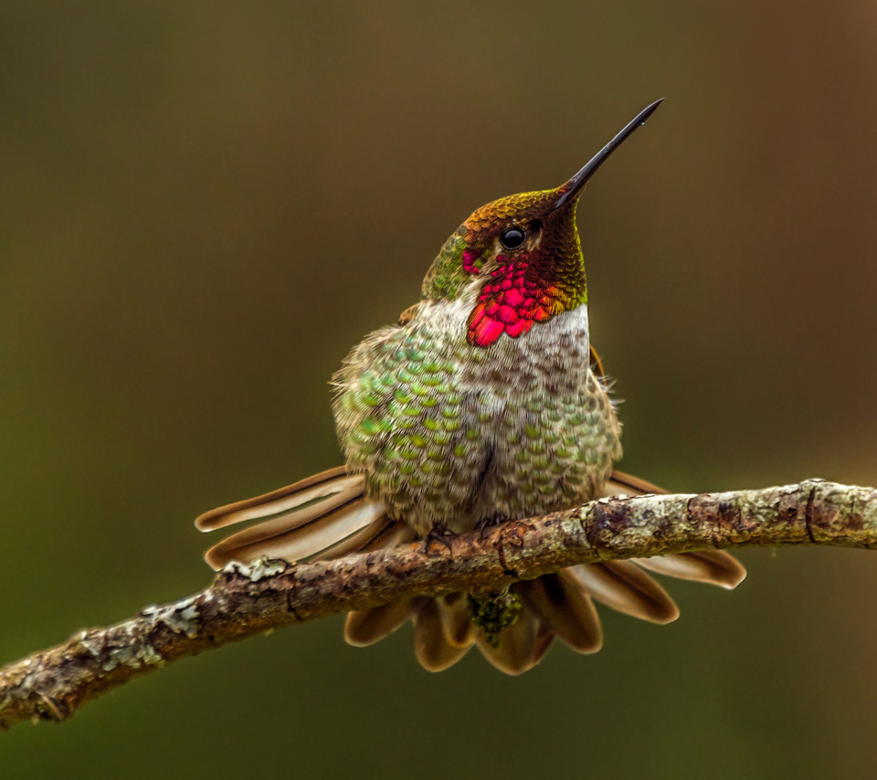 Hummingbird wallpaper 960x854