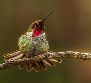 Free Hummingbird Picture for iPad 3