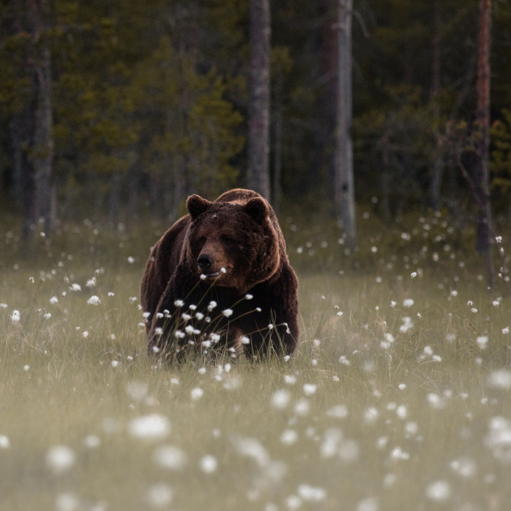 Screenshot №1 pro téma Bear Walking Out Of Forest 1024x1024