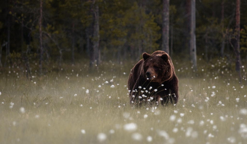 Das Bear Walking Out Of Forest Wallpaper 1024x600