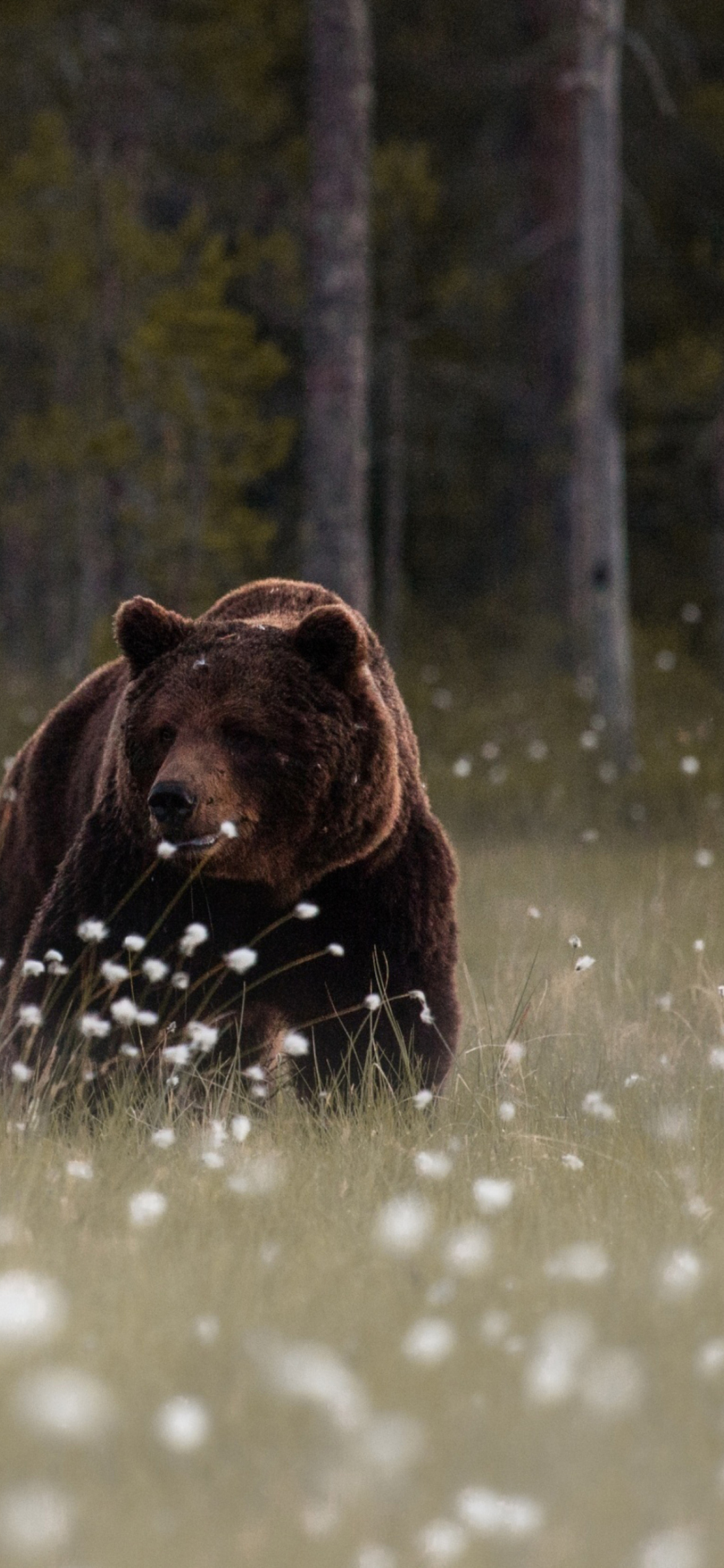 Sfondi Bear Walking Out Of Forest 1170x2532