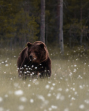 Fondo de pantalla Bear Walking Out Of Forest 128x160