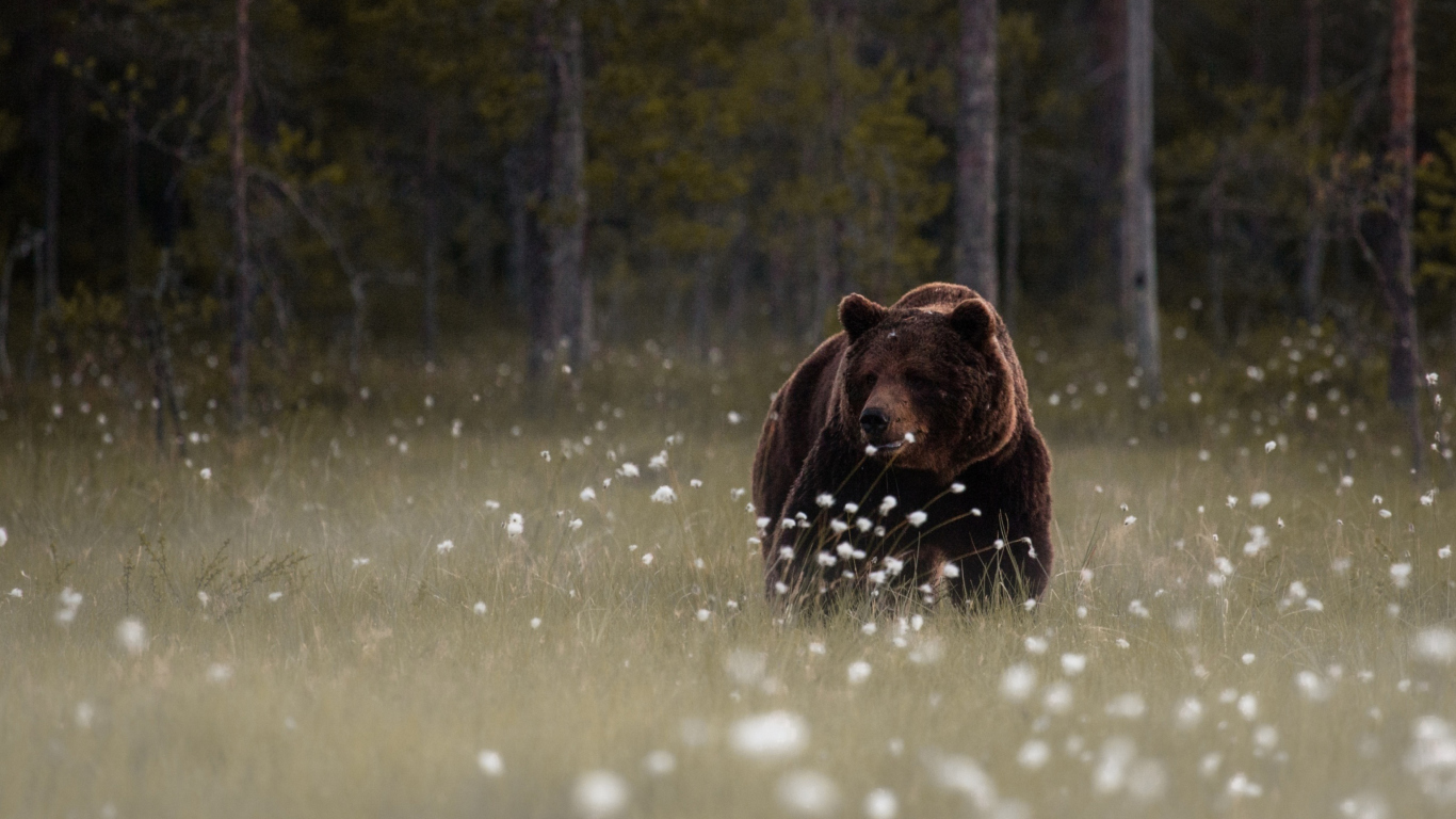Bear Walking Out Of Forest wallpaper 1366x768