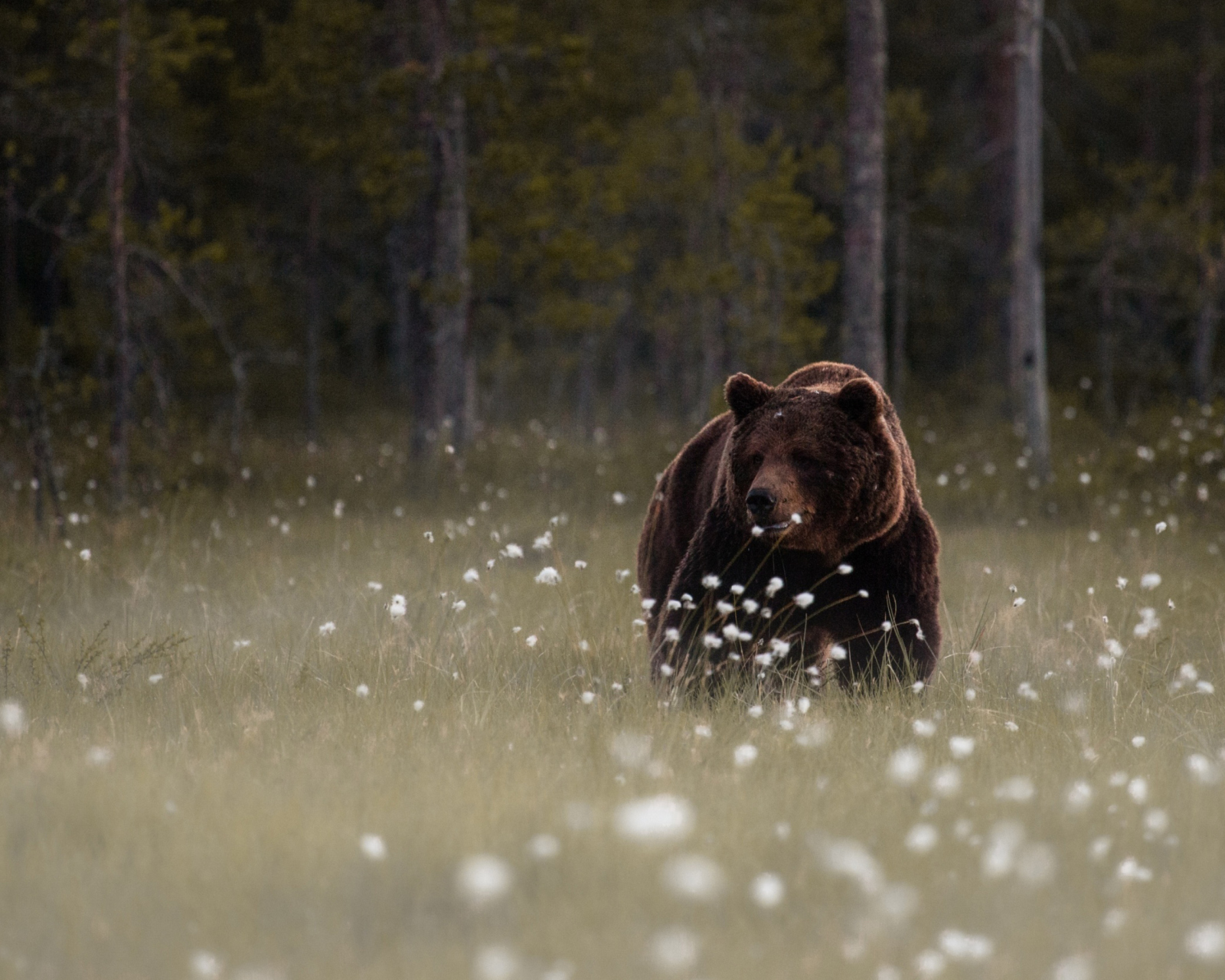 Bear Walking Out Of Forest wallpaper 1600x1280