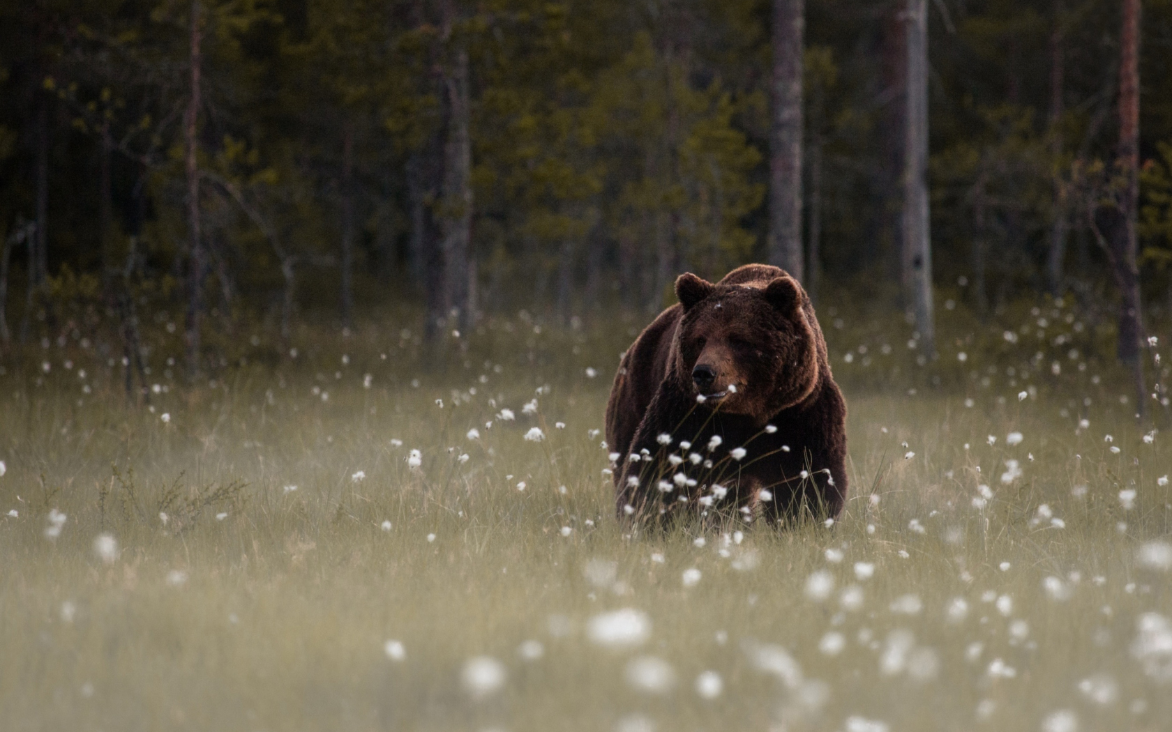 Обои Bear Walking Out Of Forest 1680x1050