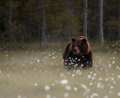Das Bear Walking Out Of Forest Wallpaper 176x144