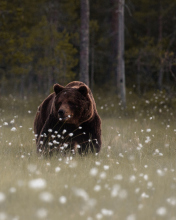 Fondo de pantalla Bear Walking Out Of Forest 176x220