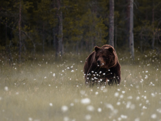 Das Bear Walking Out Of Forest Wallpaper 320x240