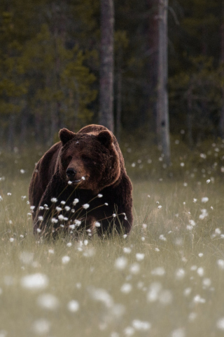 Das Bear Walking Out Of Forest Wallpaper 320x480