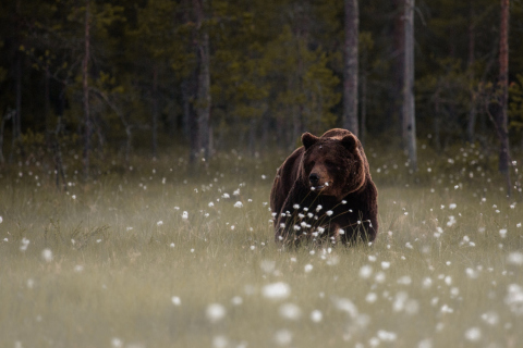 Fondo de pantalla Bear Walking Out Of Forest 480x320