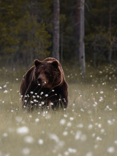 Fondo de pantalla Bear Walking Out Of Forest 480x640